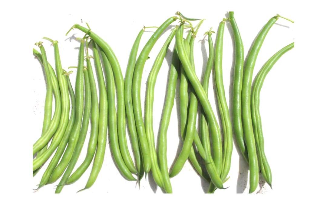 Bean Enclave
