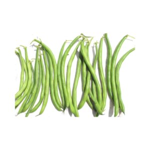 ENCLAVE (Bush Bean)