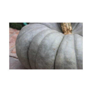 Pumpkin-_-BUSH-GREY-F1-_-Grey