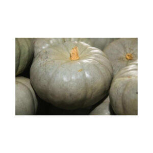 Pumpkin-_-MARBLE-F1-_-Grey