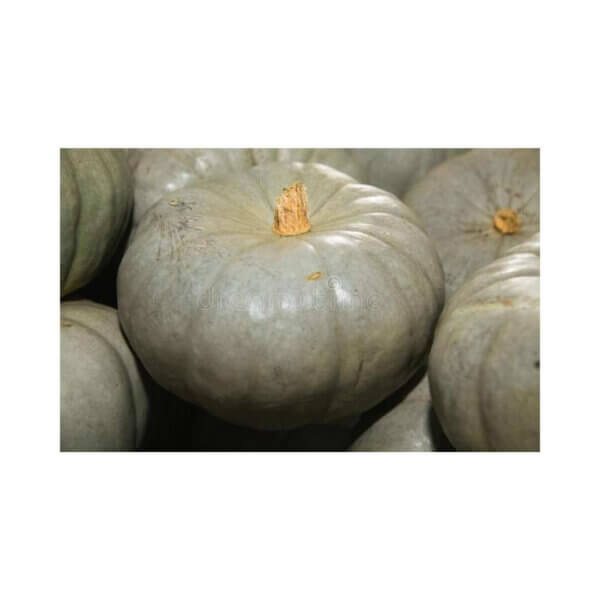 Pumpkin-_-MARBLE-F1-_-Grey