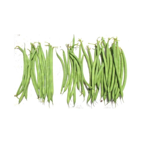 ROMEO (Bush Bean)