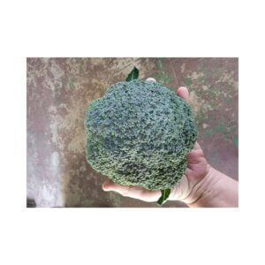 Broccoli-_-MAJESTIC-F1-_-Main-Season-