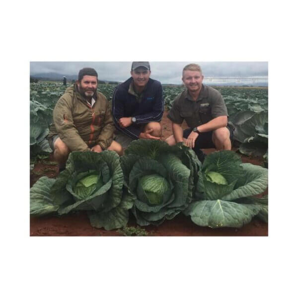 Cabbage-_-DEFENDER-F1