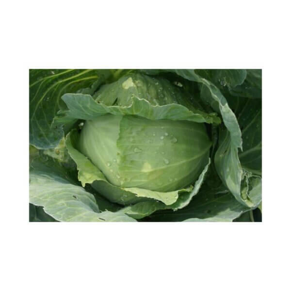 Cabbage-_-GLORY-OF-ENKHUIZEN