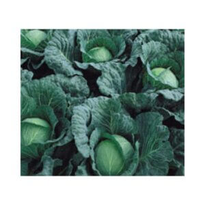 Cabbage-_-OXYLUS-F1