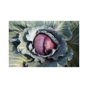 Cabbage-_-SUPER-RED-80-F1