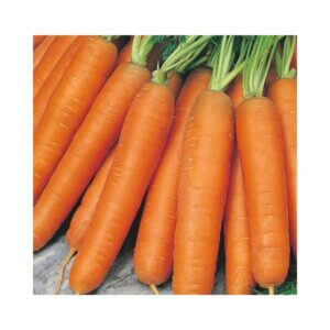 Nantes_Bunching_Bagging_Carrot