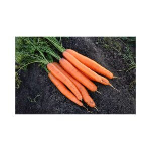 Carrot-_-DORADO-F1-_-Berlikum