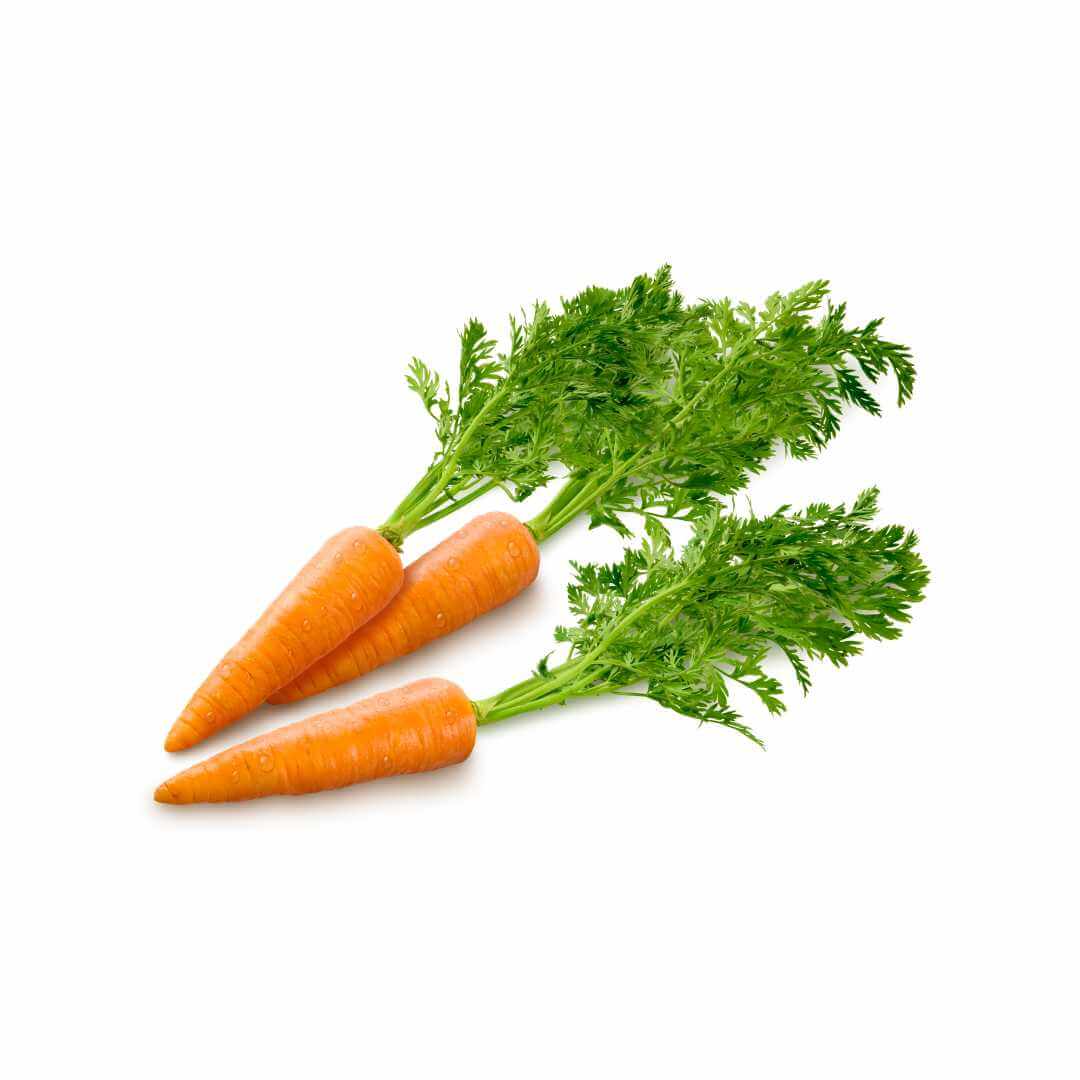Carrot
