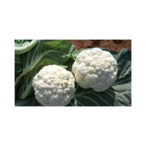 Cauliflower-_-OTTAWA-F1