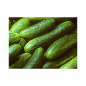Cucumber-_-SPECIAL-RUST-RESISTANCE