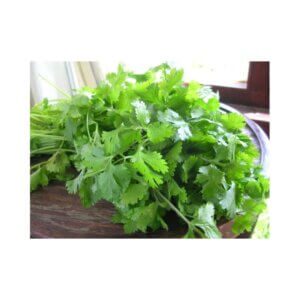 SANTORINI (Coriander)