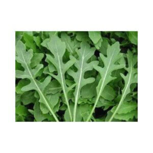 WILD ROCKET