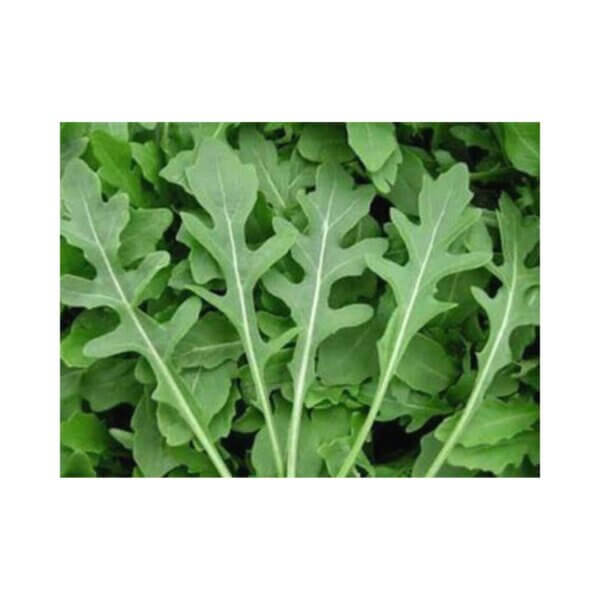 WILD ROCKET
