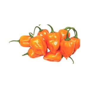 EMBER F1