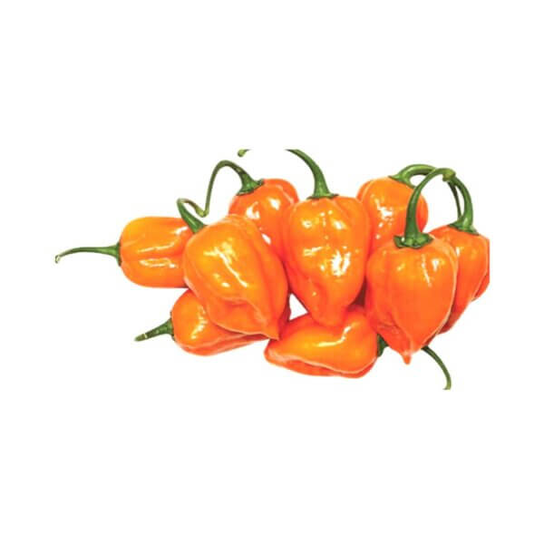 EMBER F1