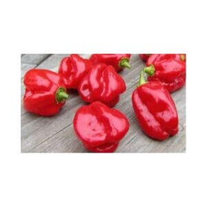 HABANERO RED (Open Pollinated Range)