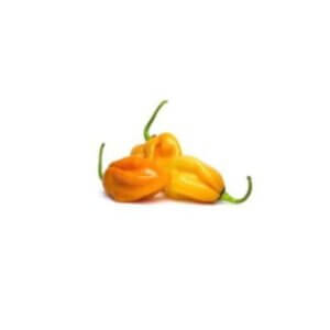 HABANERO YELLOW (Open Pollinated Range)