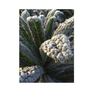 Kale-_-CAVELO-NERO-_-Black