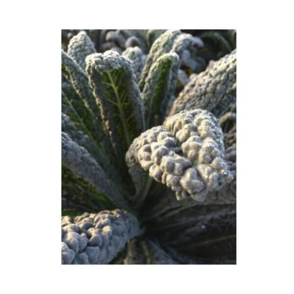 Kale-_-CAVELO-NERO-_-Black