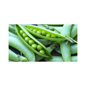 Peas-_-AMBASSADOR-_-Shelling-Pea.