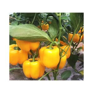 Sweet Pepper _ BOXER F1 _ Blocky