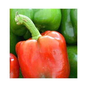 Sweet Pepper _ CAPRICORN _ Blocky