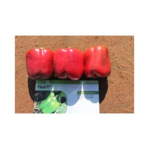 Sweet-Pepper-_-FLOYD-F1-_-Blocky