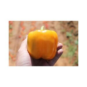 Sweet-Pepper-_-HOPKINS-F1-_-Blocky