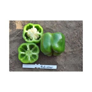 Sweet-Pepper-_-RUBI STAR-_-Blocky