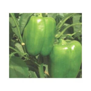 Sweet-Pepper-_-SV-1865-PB-F1-_-Blocky