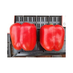 Sweet-Pepper-_-TAYLOR-F1-_-Blocky