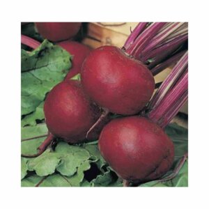 Beetroot-_-Crimson-Globe-_-Main-Season