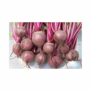 Beetroot-_-Globe-Dark-Red-_-Main-Season