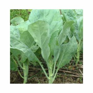 Kale-Chou-Moellier
