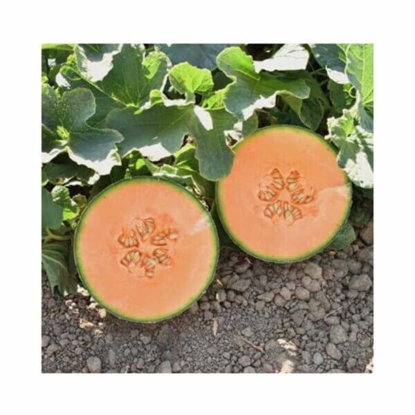 Melon-_-Avenger-F1-_-Main-Season.
