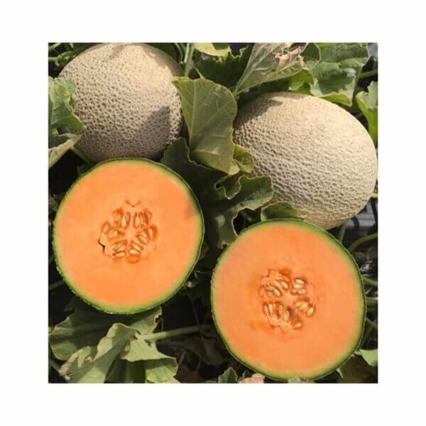 Melon-_-Hunter-F1-_-Main-Season