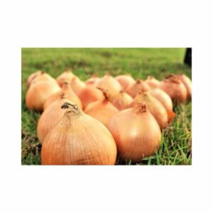 Onion _ Bondie Brown