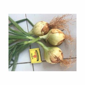 Onion _ Vonden F1