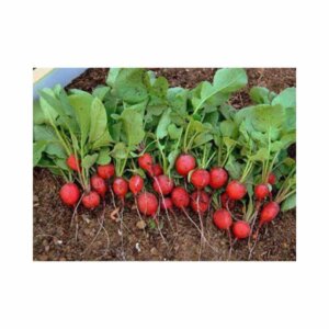 Radish _ Cherry Bell