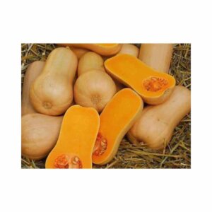 Squash _ Geneva Maxi F1 _ Butternut