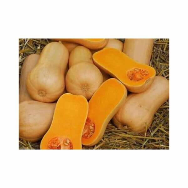 Squash _ Geneva Maxi F1 _ Butternut