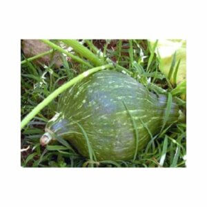 Squash _ Green Hubbard Chicago Warted _ Hubbard