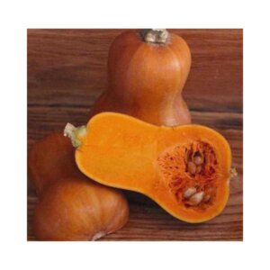 Squash _ HoneyNut F1 _ Butternut