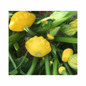 Squash _ Lemon Sun F1 _ Scallop