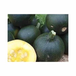 Squash _ Rolet _ Marrow