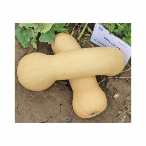 Squash _ Ultra F1 _ Butternut