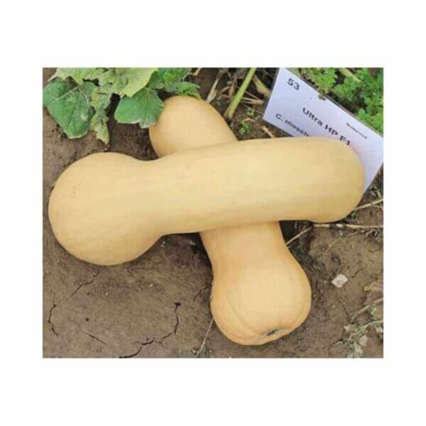 Squash _ Ultra F1 _ Butternut