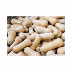 Squash _ Waltham _ Butternut